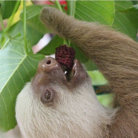 sloths fruits